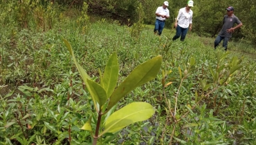 CORPAMAG realizó visita de seguimiento a siembra de mangle rojo en sectores de la Ciénaga Grande de Santa Marta